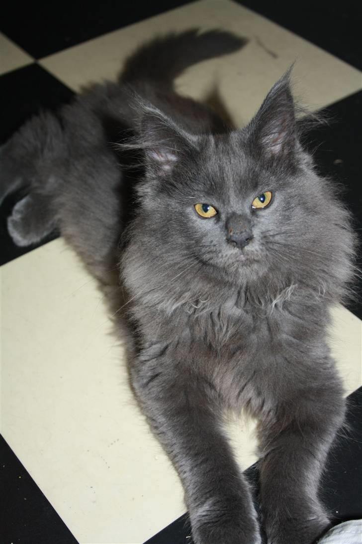 Maine Coon Shirley billede 3