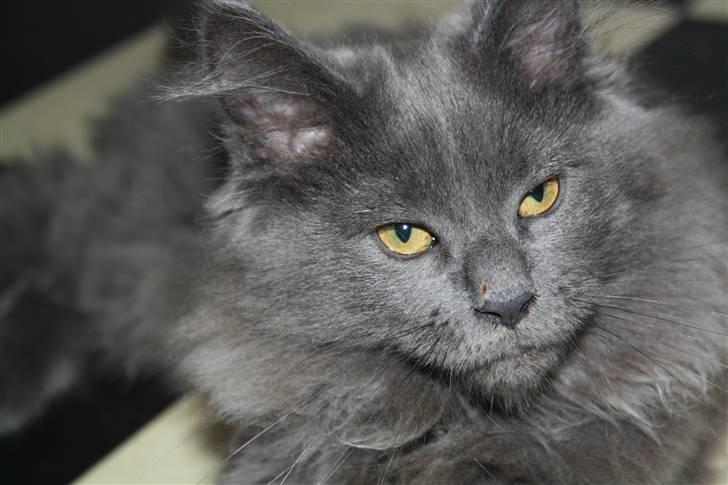 Maine Coon Shirley billede 4