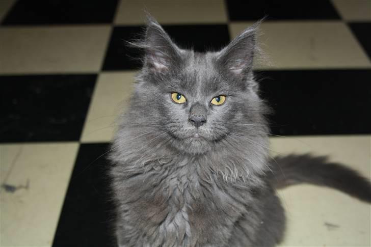 Maine Coon Shirley billede 5