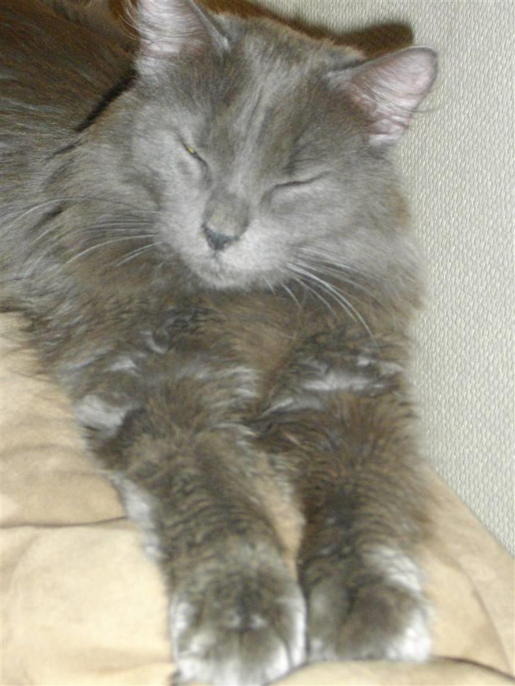 Blanding af racer Malou "Bloom" billede 1