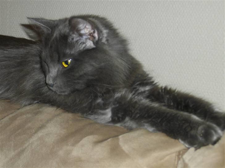 Blanding af racer Malou "Bloom" billede 2