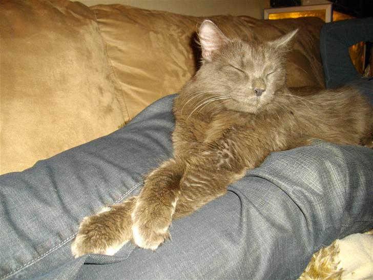 Blanding af racer Malou "Bloom" billede 3