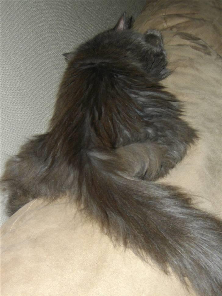 Blanding af racer Malou "Bloom" billede 5