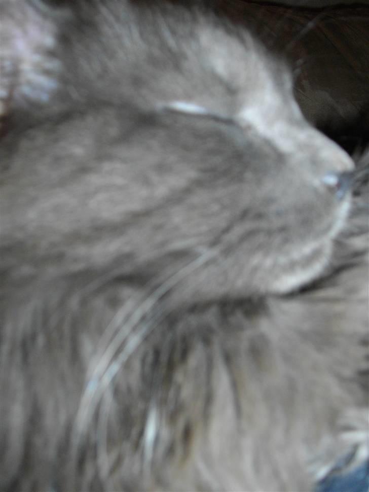 Blanding af racer Malou "Bloom" billede 6