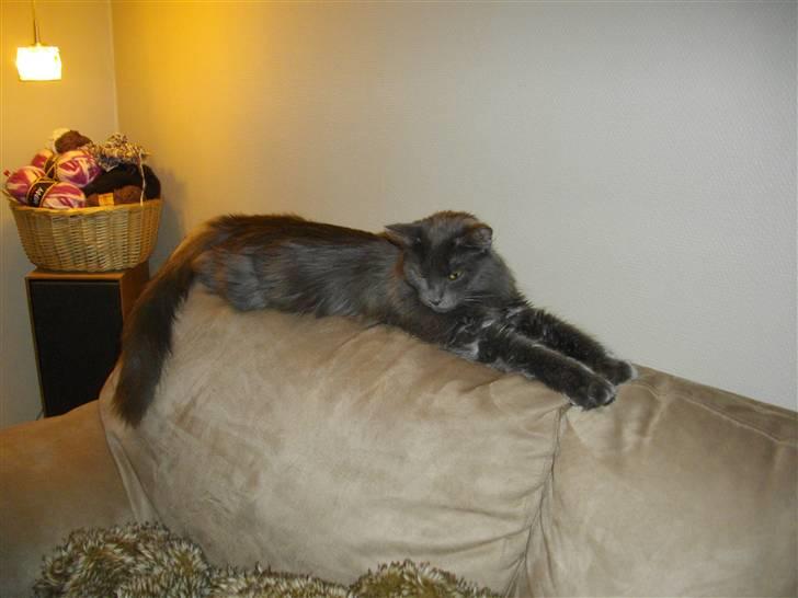 Blanding af racer Malou "Bloom" billede 7