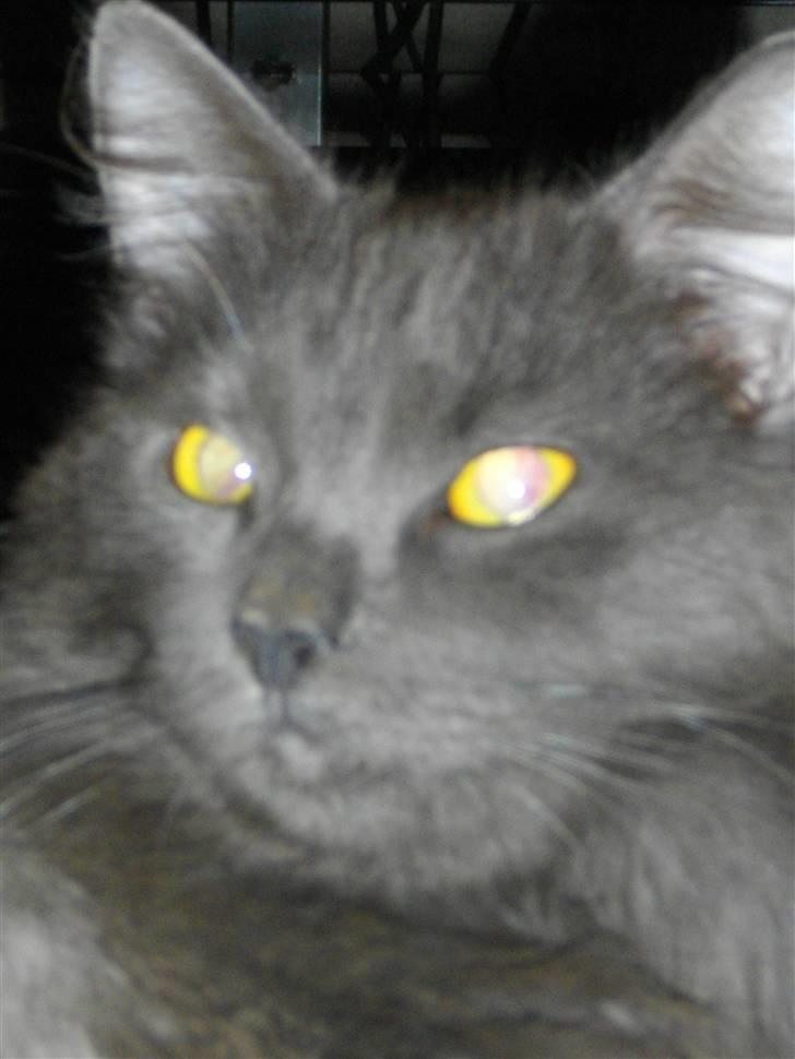 Blanding af racer Malou "Bloom" billede 8