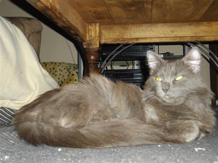 Blanding af racer Malou "Bloom" billede 9