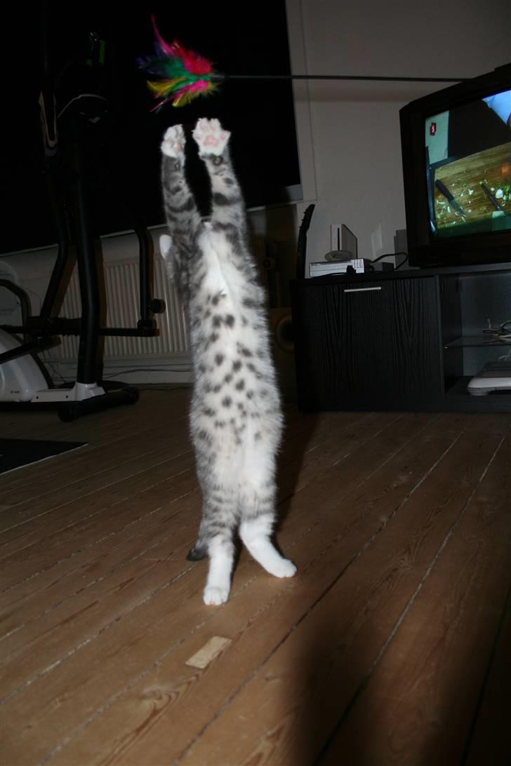 Blanding af racer Leo(pard) *solgt* billede 1