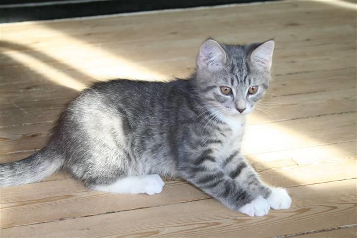 Blanding af racer Leo(pard) *solgt* billede 2