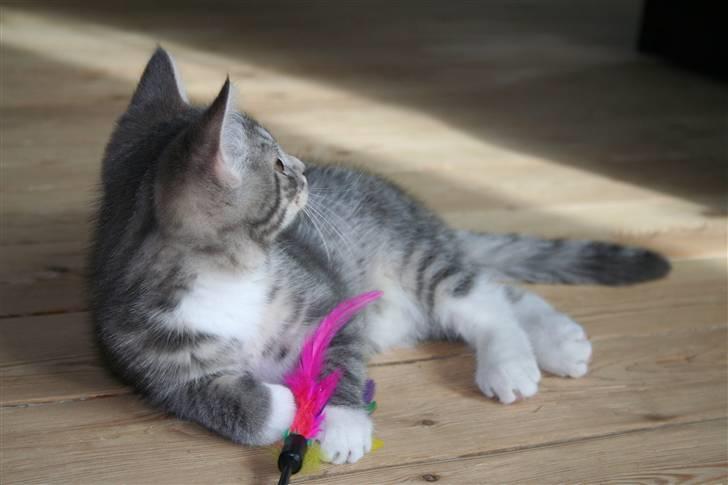 Blanding af racer Leo(pard) *solgt* billede 3