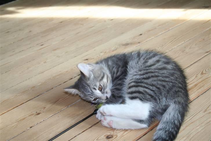 Blanding af racer Leo(pard) *solgt* billede 4