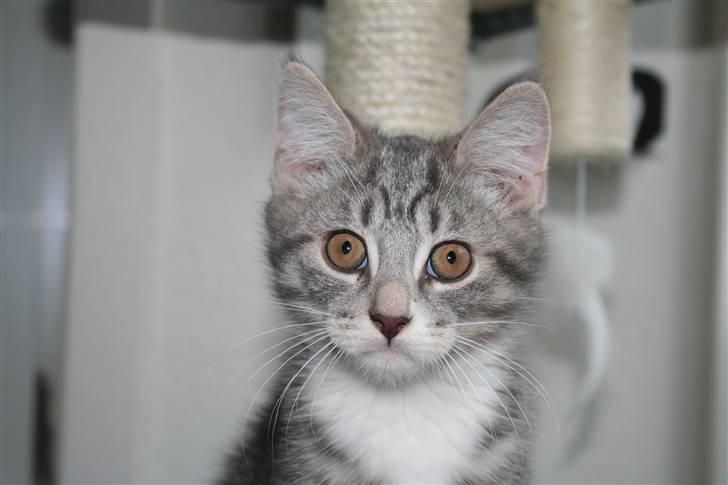 Blanding af racer Leo(pard) *solgt* billede 5