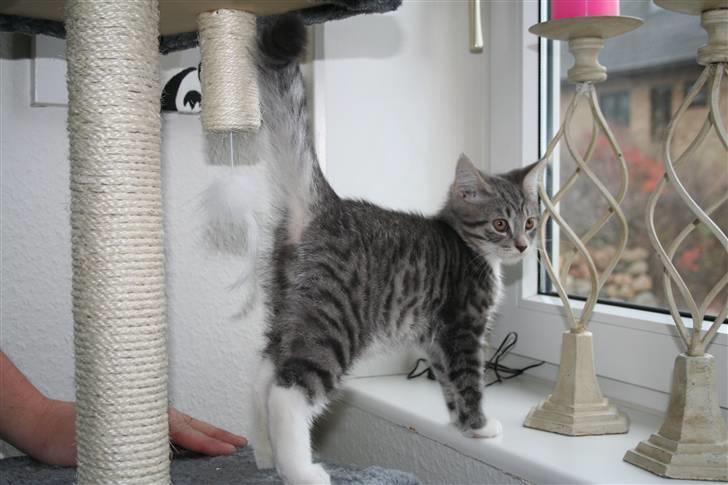 Blanding af racer Leo(pard) *solgt* billede 6