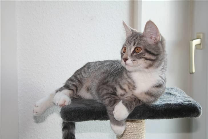 Blanding af racer Leo(pard) *solgt* billede 7