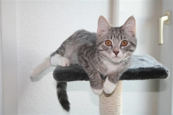 Blanding af racer Leo(pard) *solgt* billede 8