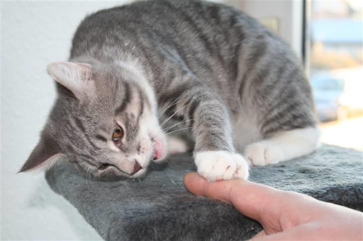 Blanding af racer Leo(pard) *solgt* billede 9