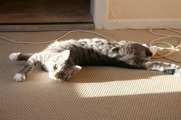 Blanding af racer Leo(pard) *solgt* billede 10