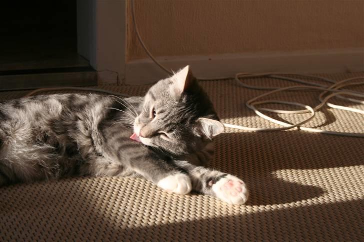 Blanding af racer Leo(pard) *solgt* billede 11