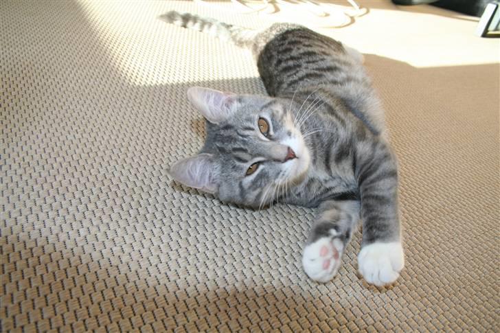 Blanding af racer Leo(pard) *solgt* billede 12