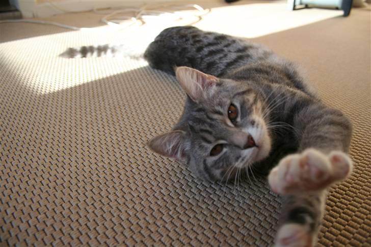 Blanding af racer Leo(pard) *solgt* billede 13