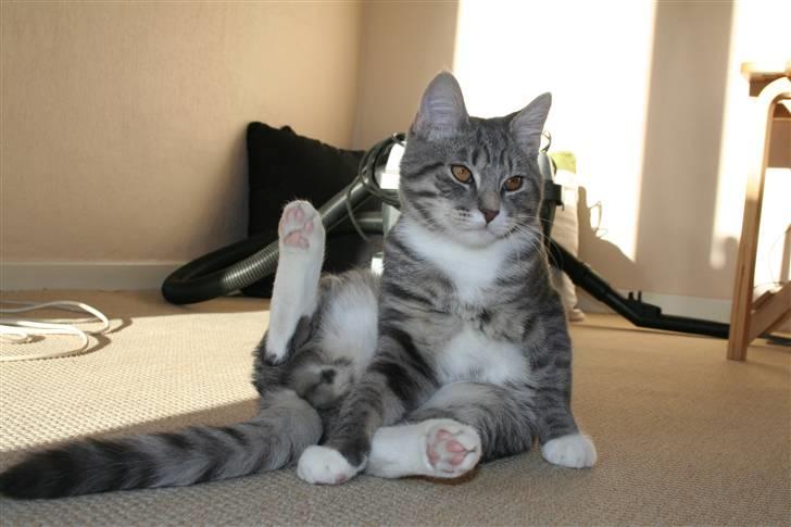 Blanding af racer Leo(pard) *solgt* billede 14