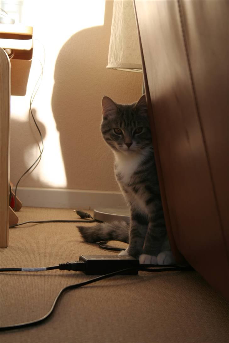 Blanding af racer Leo(pard) *solgt* billede 15