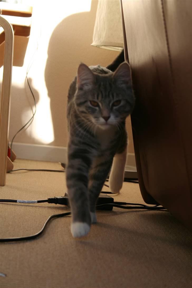 Blanding af racer Leo(pard) *solgt* billede 16