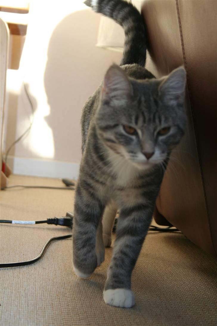 Blanding af racer Leo(pard) *solgt* billede 17