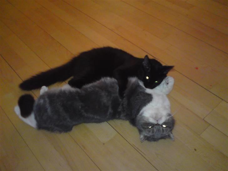 Exotic Dimse billede 9