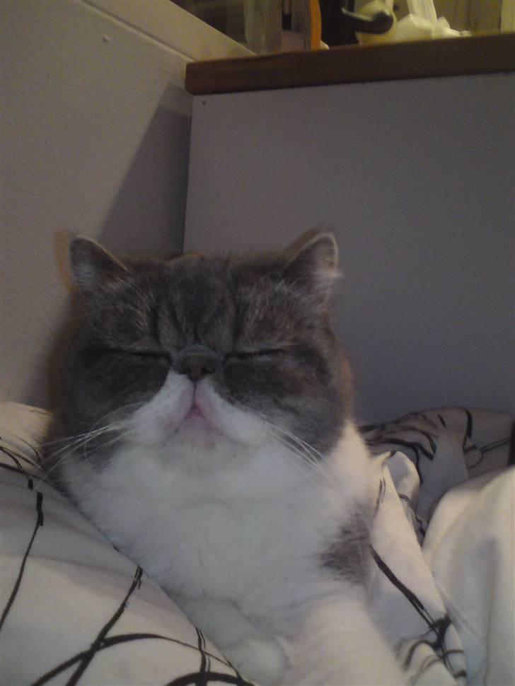 Exotic Dimse billede 10