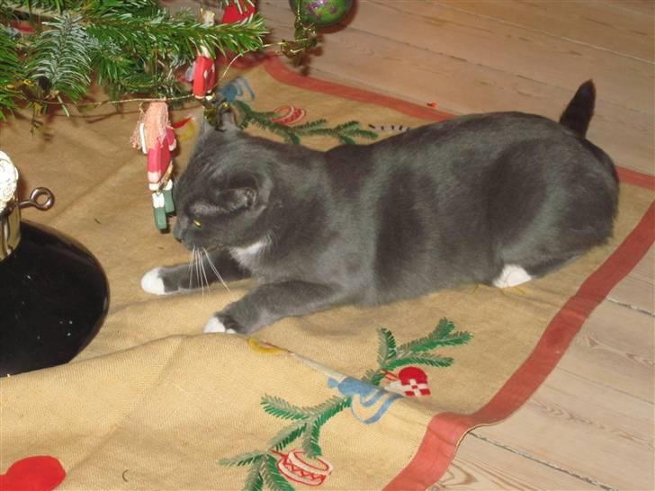 Huskat Cosmo<3 {SoulMate} MIN! |Colle-Drengen - han leger med jule træet billede 2