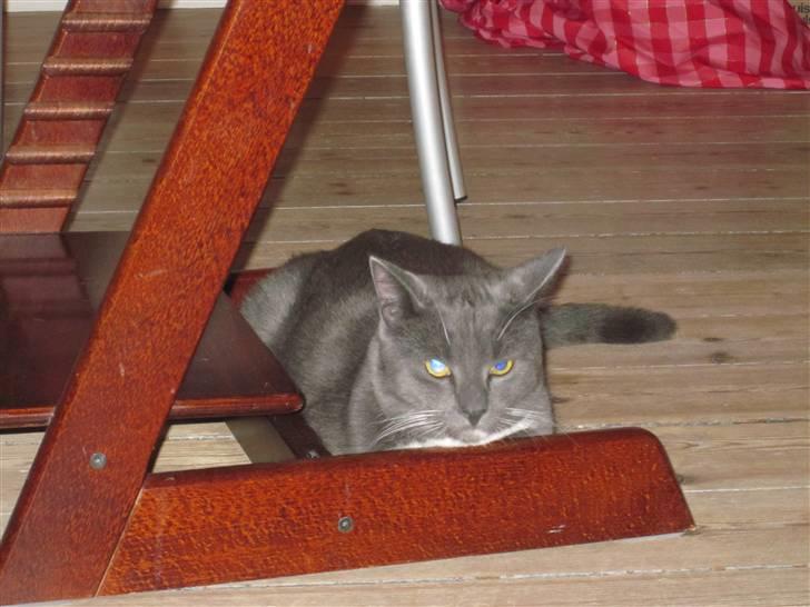 Huskat Cosmo<3 {SoulMate} MIN! |Colle-Drengen - han elsker bare min stol <3 billede 3