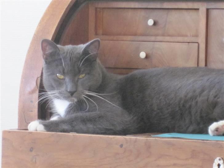 Huskat Cosmo<3 {SoulMate} MIN! |Colle-Drengen - han er bare den beste billede 4