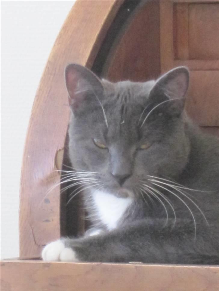 Huskat Cosmo<3 {SoulMate} MIN! |Colle-Drengen - er han ikke for lækker håber i nydt at kigge på mig<3<3<3 billede 5