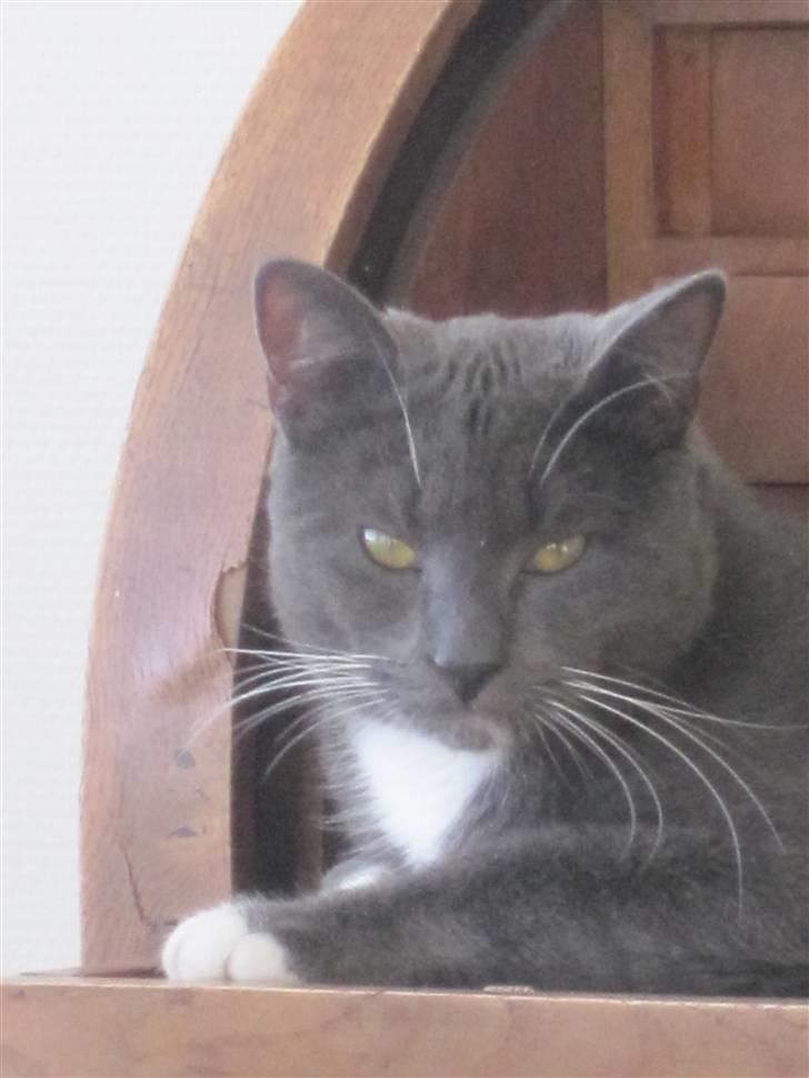 Huskat Cosmo<3 {SoulMate} MIN! |Colle-Drengen - hvor sød må man være<3 billede 6