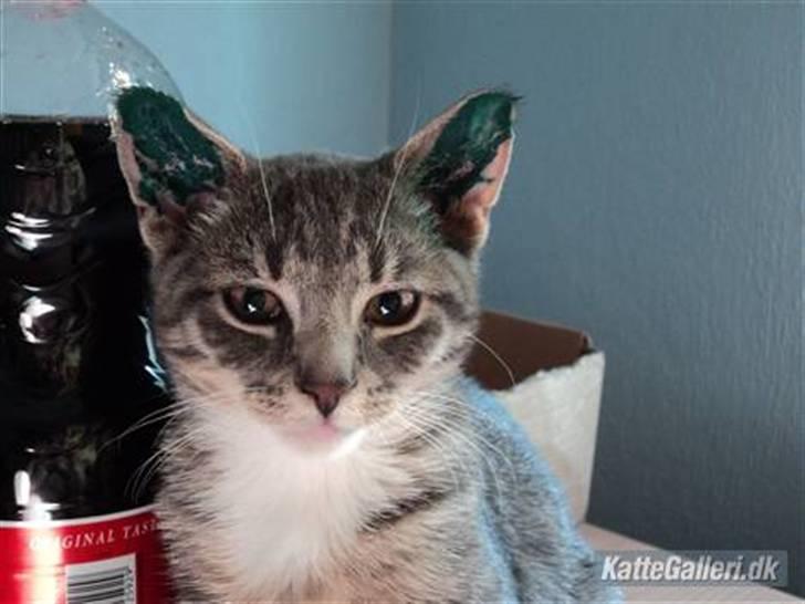 Huskat Zig Zag (Basse) - Lige blevet kastreret, øremærket, skåret og brændt i munden... billede 8