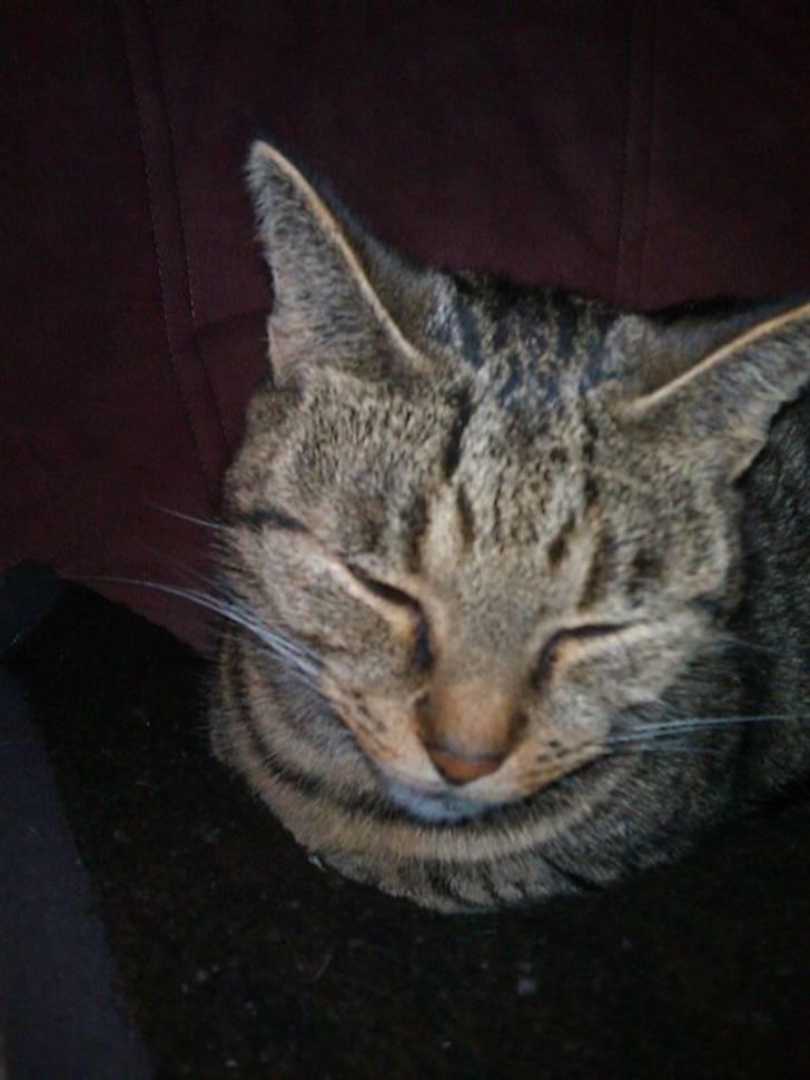 Huskat Sofine billede 13