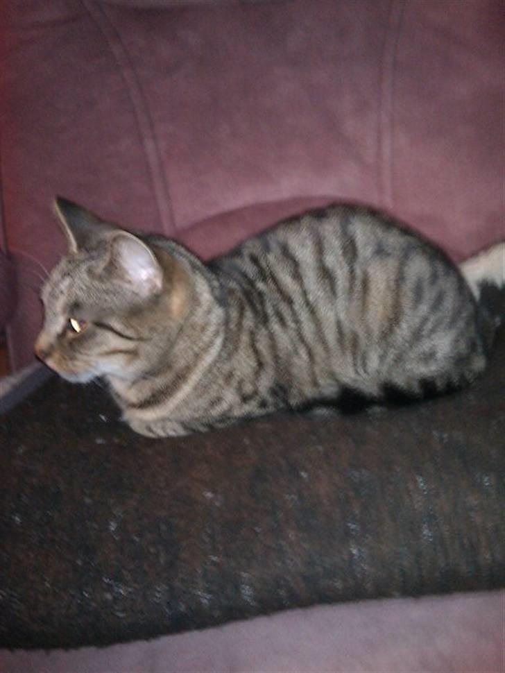 Huskat Sofine billede 14