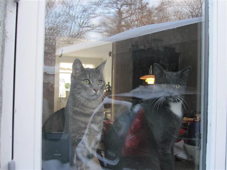 Huskat alma - her er alma og cosmo <3 billede 1