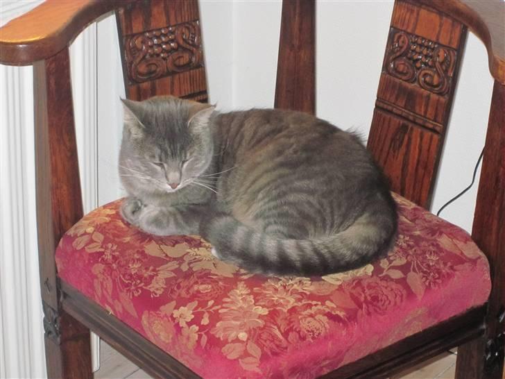 Huskat alma - her ligger hun og sover billede 2