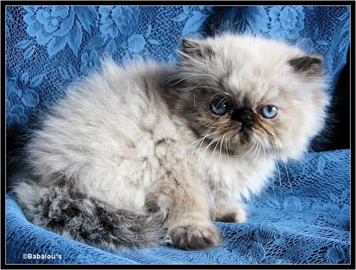 Colorpoint babalous Ulla billede 1