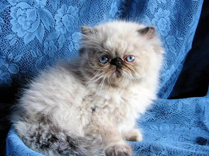 Colorpoint babalous Ulla billede 2