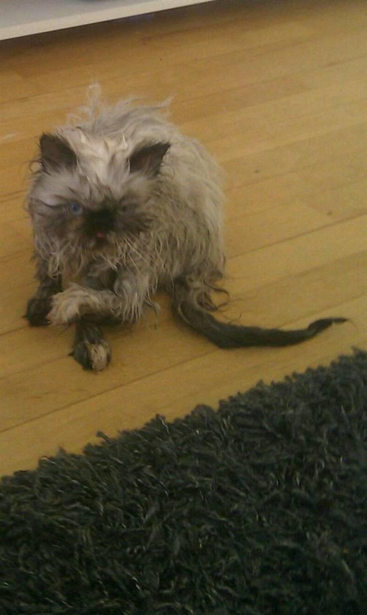 Colorpoint babalous Ulla billede 3