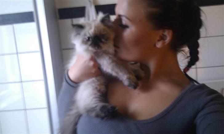 Colorpoint babalous Ulla billede 6