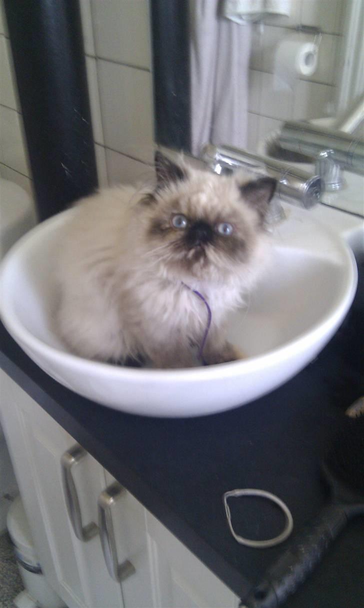 Colorpoint babalous Ulla billede 7