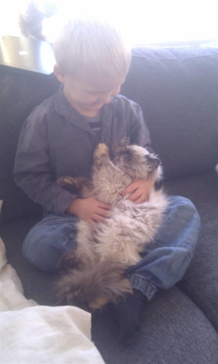 Colorpoint babalous Ulla billede 8