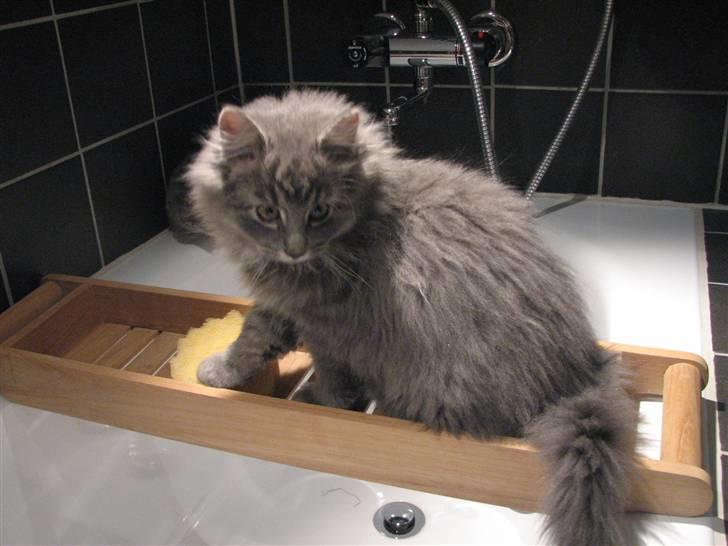 Blanding af racer Måffe  billede 1