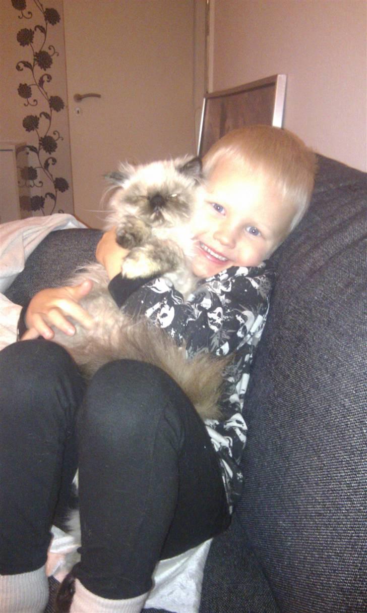 Colorpoint babalous Ulla billede 9