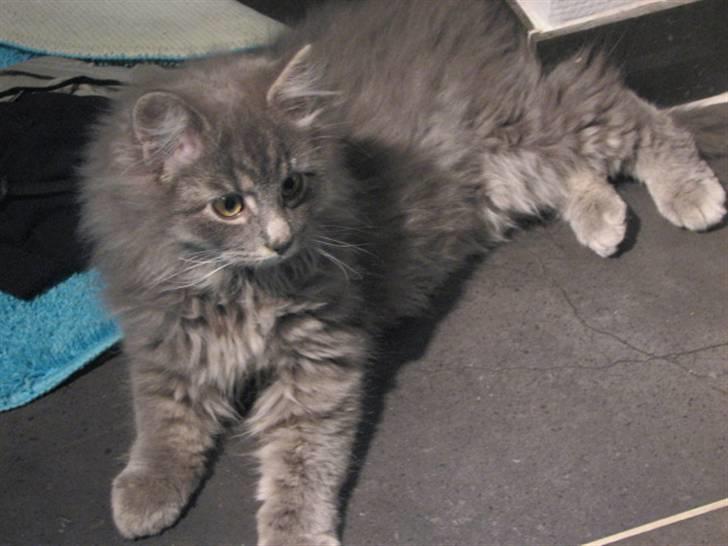 Blanding af racer Måffe  billede 2