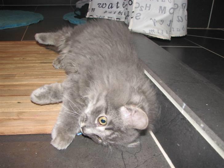 Blanding af racer Måffe  billede 3